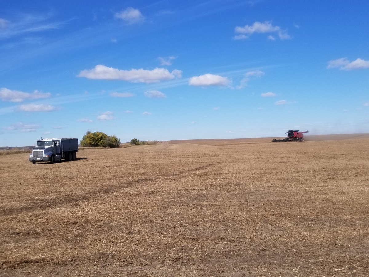 WakefieldAgro's tweet photo. We're #finally going! First time the combines have run in at least 3 wks! #makingdust #yellowpeas #harvest18 #needagreatrun https://t.co/BmoQQBWgcr