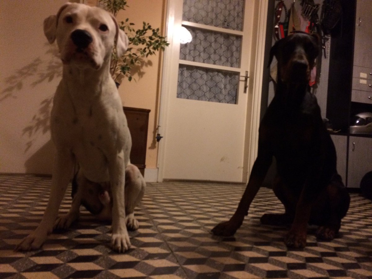 Pitbull vs Dobermann