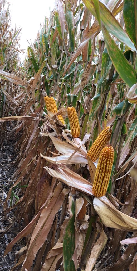 Now this is gonna be fun. Calling all trucks #213-19STXRIB <a href="/ChannelSeed/">Channel Seed</a> <a href="/CRSully11/">Cody Sullivan</a> <a href="/Baileyseed3/">Bailey Ag Solution, Inc</a> @Channel_CO_WKS
