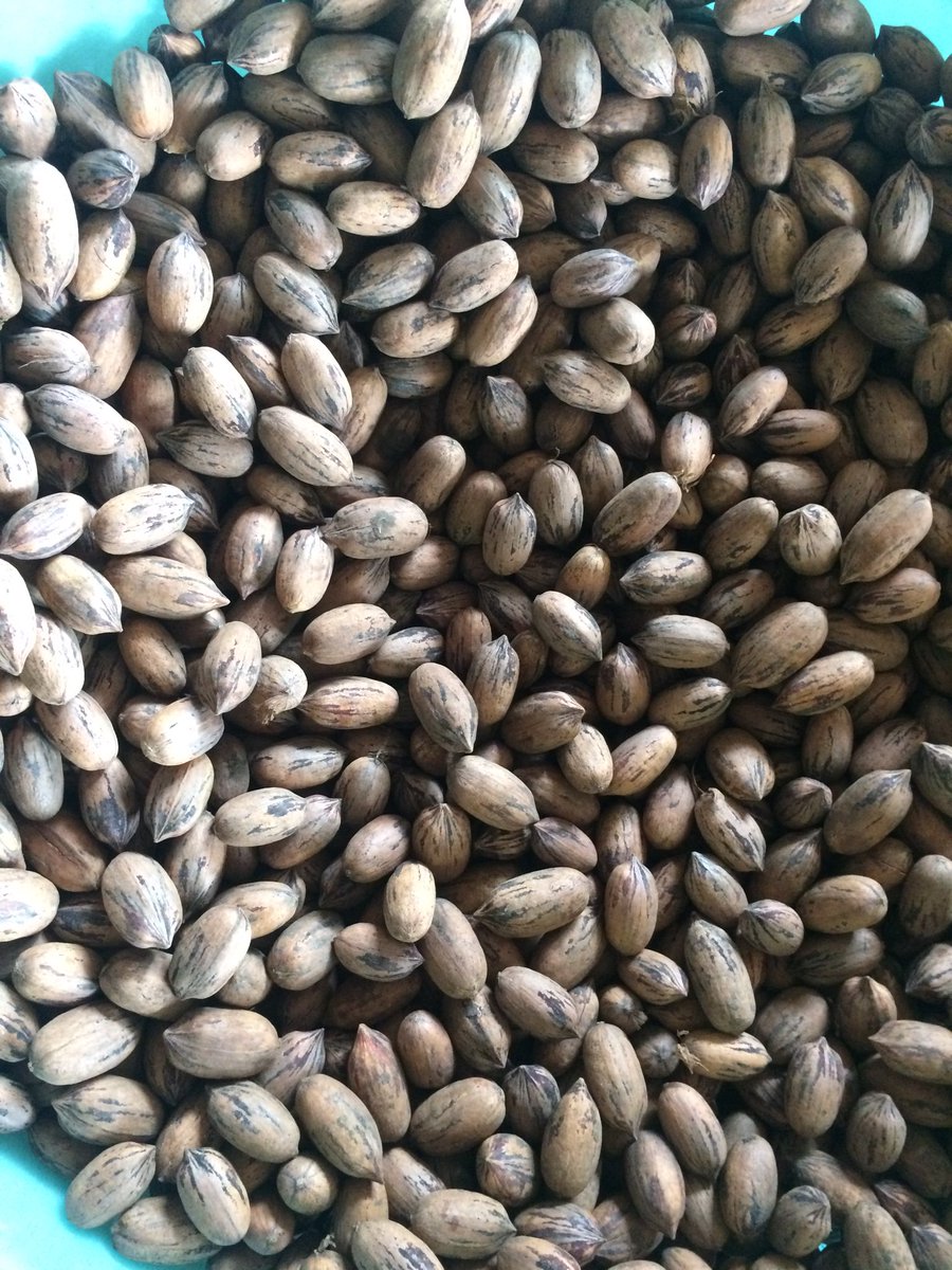 GHajovsky's tweet photo. 2018 pecan harvest , started today! Yields are better than expected!!! #txfb #2018crop #TPG #hajovskypexan https://t.co/UXUcCPWkLG