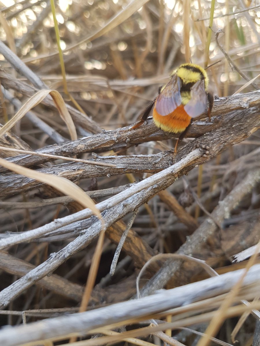 therealalexs66's tweet photo. Bombus ternarius - orange-belted bumblebee

Lucky that its still early enough in the autumn to see bees in more temperate Canada! https://t.co/xl1nYzrA93