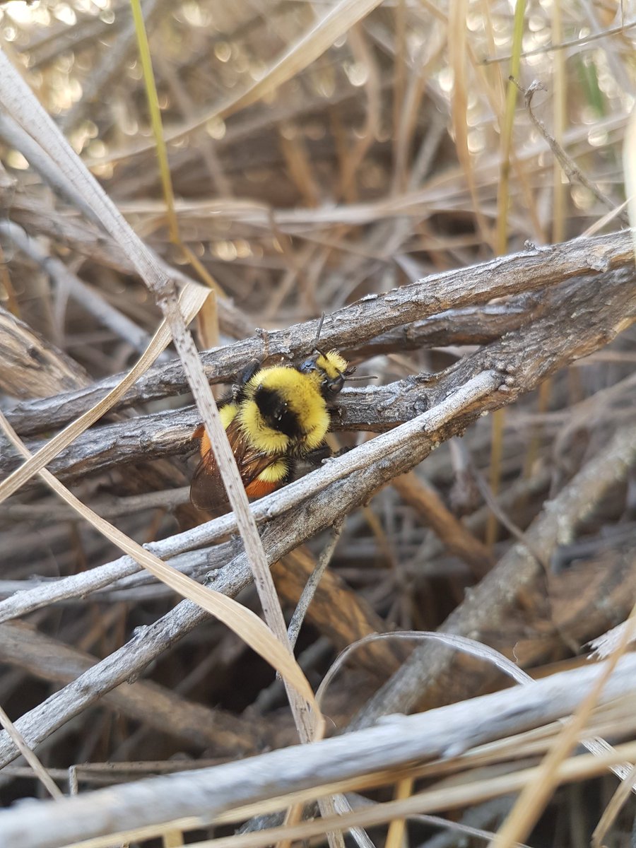 therealalexs66's tweet photo. Bombus ternarius - orange-belted bumblebee

Lucky that its still early enough in the autumn to see bees in more temperate Canada! https://t.co/xl1nYzrA93