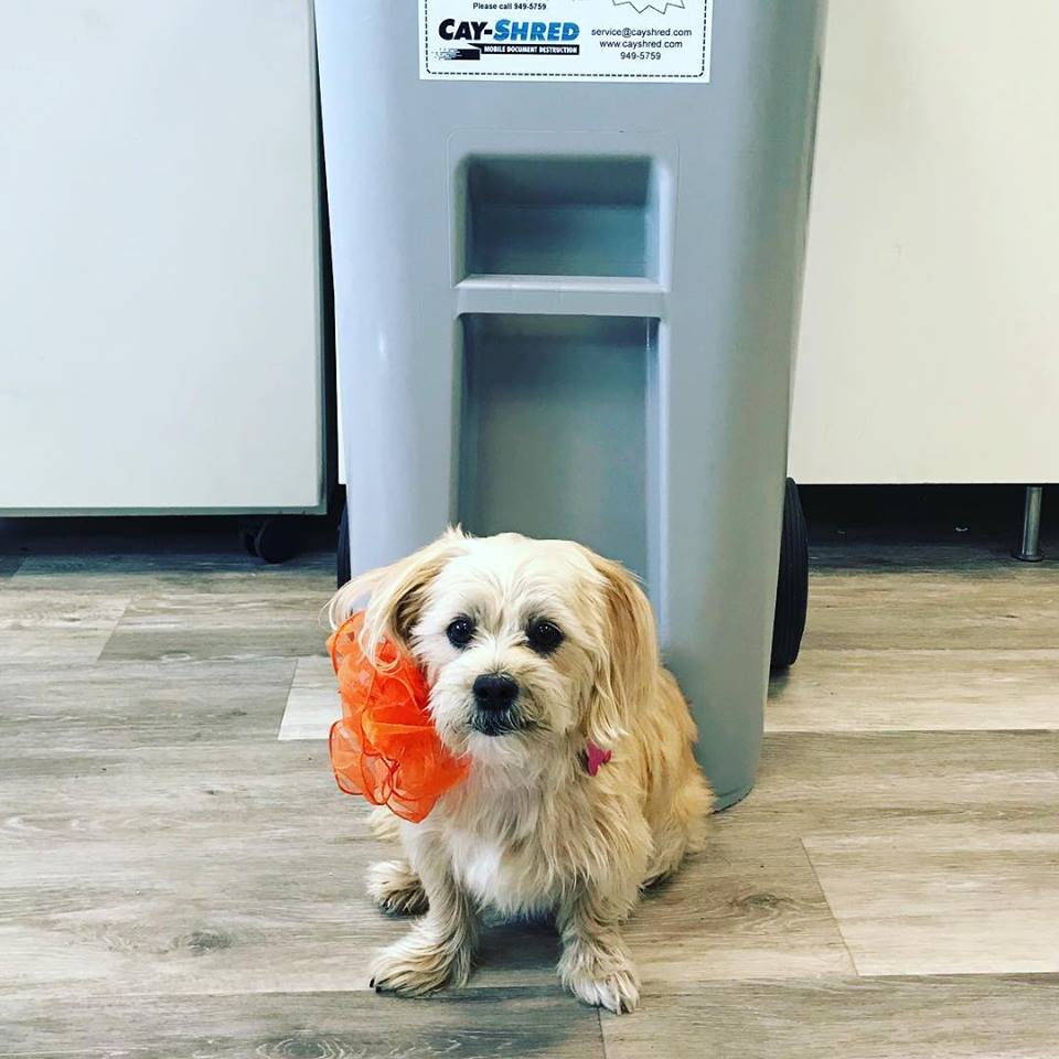MealsOnWheelsKY's tweet photo. Hands down Cay-Shred has our appreciation for the most enthusiastic and creative participation in 2018 Seniors Rock Dress Down Day! Even their truck and Mimi the dog rocked orange to work today! 
#SeniorsRock #MealsonWheels #DressDownDay #CaymanIslands https://t.co/g0fGTypVHM