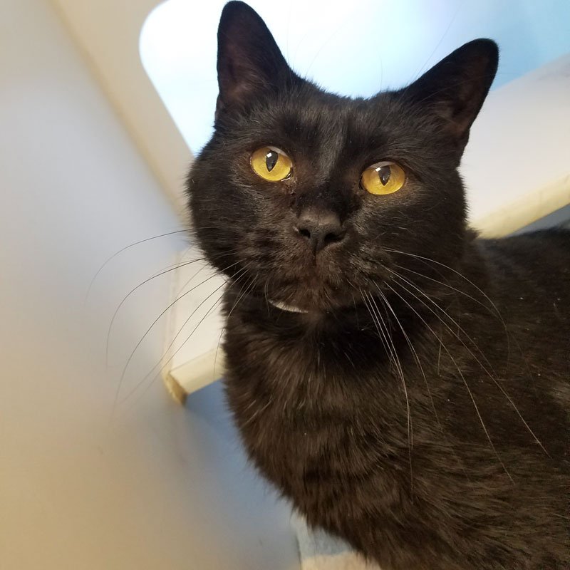 This sad boy is Nemo. Nemo is 12 years old &amp; has been w/ <a href="/kyhumane/">KY Humane Society</a> for months. No one has come for Nemo. He may look like an average black cat, but he's special to us. Every day we watch people walk past Nemo &amp; it breaks our hearts. Please share for Nemo. bit.ly/NemoKHS