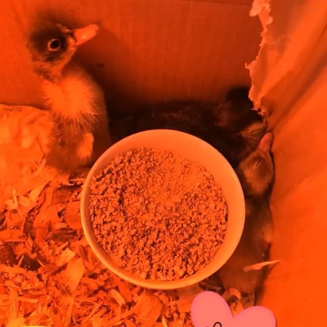 nyreeneil's tweet photo. 😍😍😍🦆🦆🦆
.
.
.
.
.
.
#farm #farmlife #ducks #ducklings #hatch #instaanimals #cute #adorable #lotsofpoop 💩💩💩 https://t.co/1WGaHbu4OK https://t.co/N0UAAAJmi6