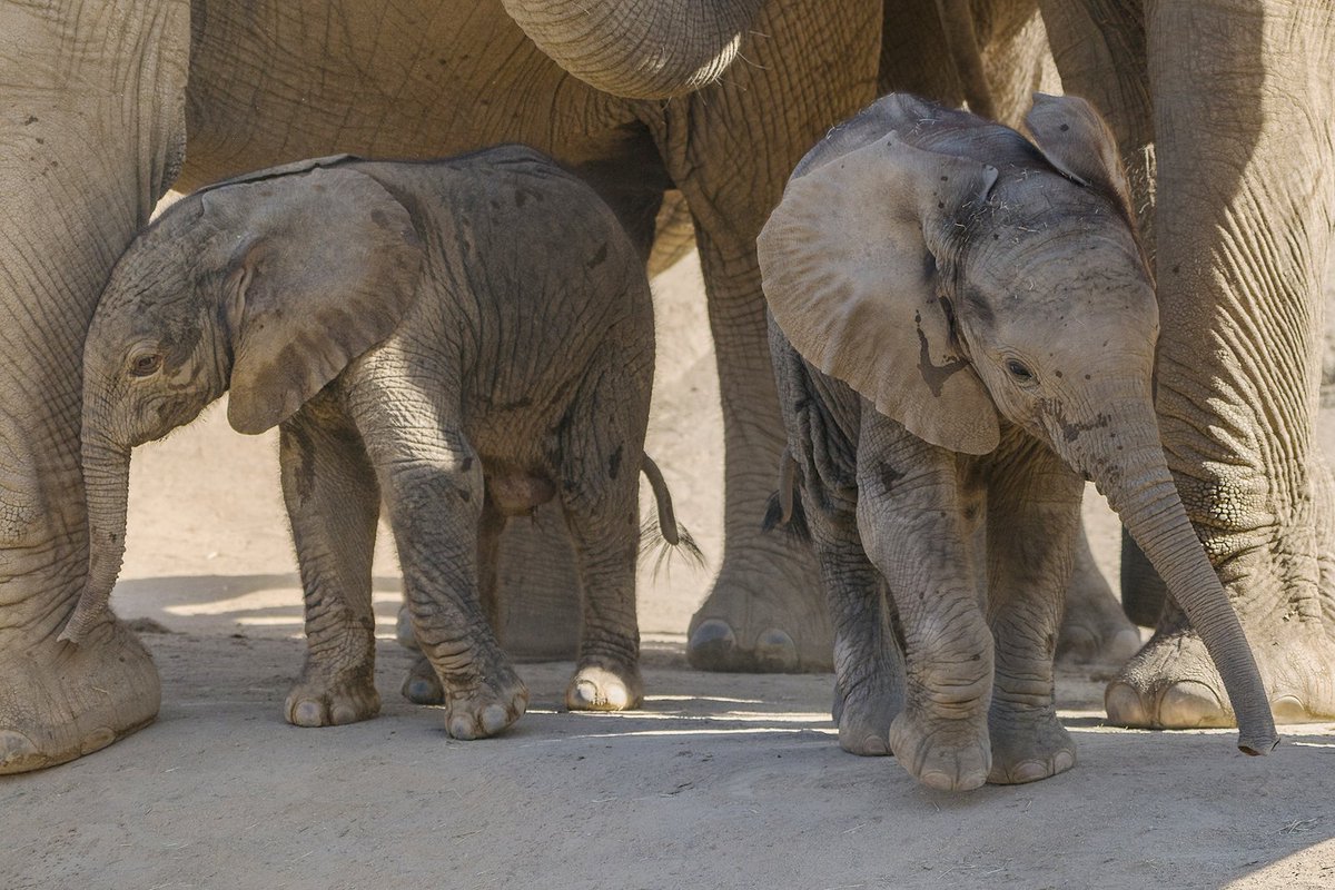 sdzsafaripark's tweet photo. First pic of Zuli and baby sis.
#PachydermPair #TinyTrunks https://t.co/8IMazp3syX