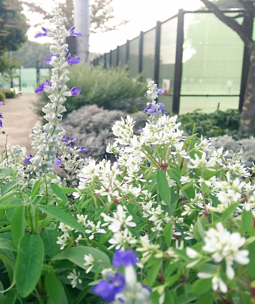 Sae ﾟﾔｽﾐﾔｽﾐ いつも脇役だけど 本当はとても美しい まっ白な雪の華 また君に会いたい ユーフォルビア ダイヤモンドフロスト 雪華草 花言葉 君にまた会いたい