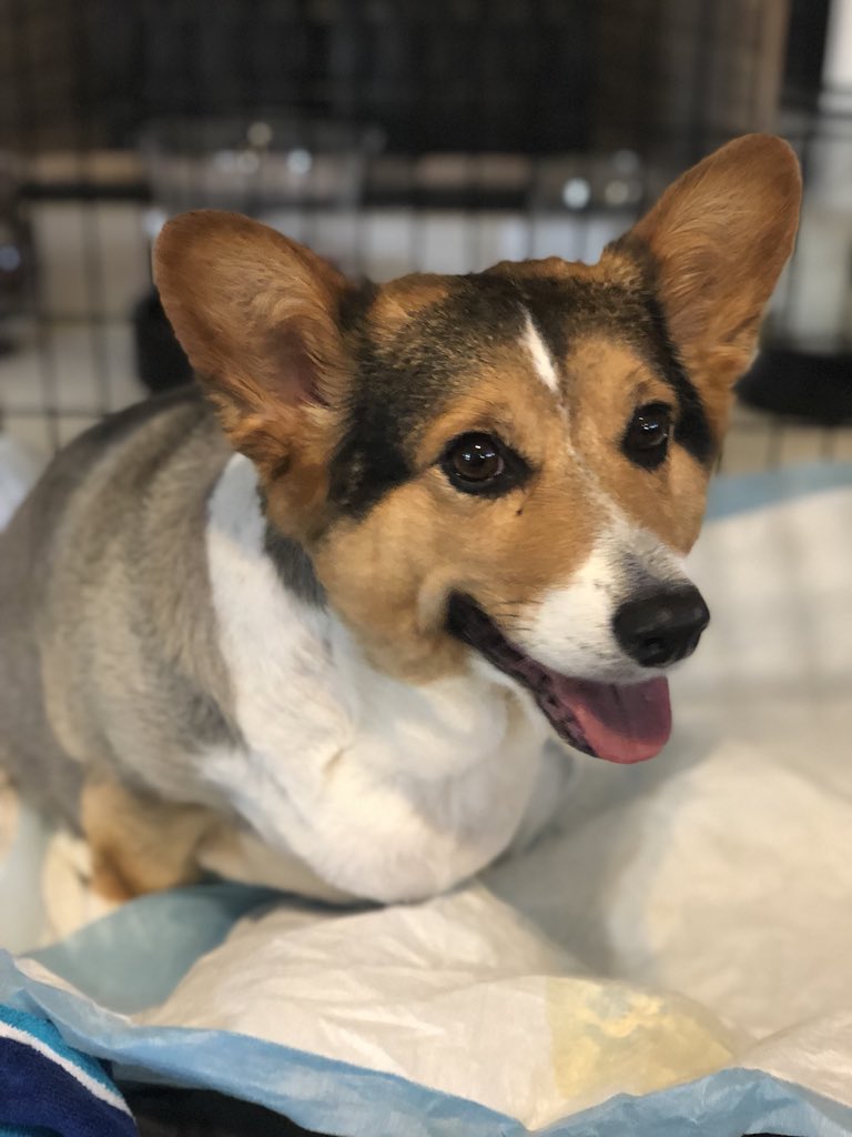 maddyringo_'s tweet photo. I knew from day one that you were going to be my best buddy...it doesn’t feel real yet but I’ll miss you and I know everyone else will too ❤️ https://t.co/QSA9D4RzO7