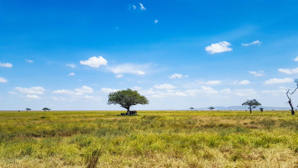 JayAhmed132's tweet photo. Safari in Tanzani
(Photo by fellow travellers2018)
#safari #trekking #africa #serengeti #JayManTravel #colour #sky #views #life #landscapedesign #travelingram #beautiful #landscapephotography #naturephotography #clouds https://t.co/yG29kzHQ5l