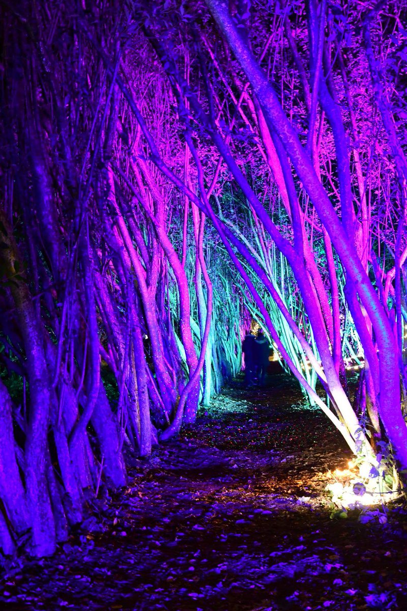 ElaineDowding1's tweet image. Vogrie Lights