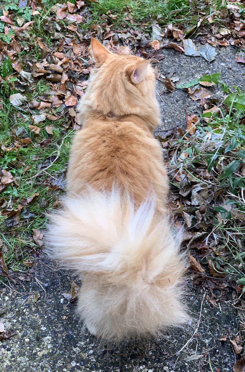 This is my brofur Redd <a href="/ReddPuss/">Redd</a> he’s saying talk to the tail because mum didn’t have any cheese Dreamies mol mol