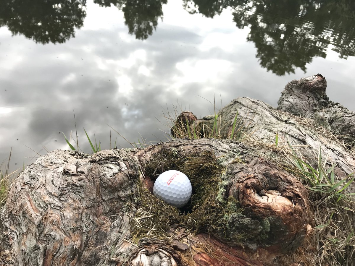 cmcnlly's tweet photo. Thought it was an alligator egg... found one @svanderjagt @AIAMemphis #AIAmemOpen @MemphisRepro https://t.co/fzAJ7hys0V