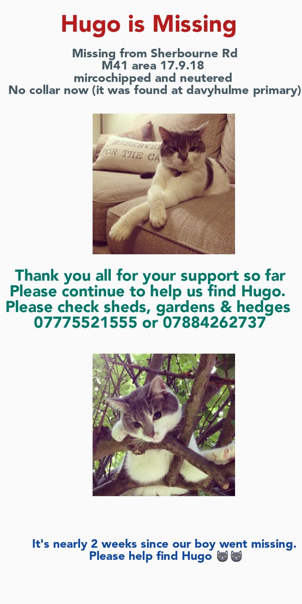 HuntforH's tweet photo. #davyhulme #urmston #missingcats @CatsMissing @LostPetUK @HuntforH #BringHimHome https://t.co/IChzDEOZvF