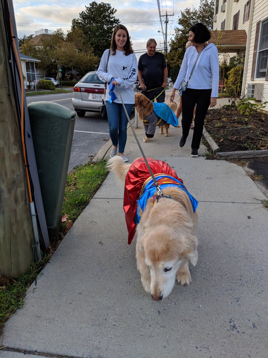 Eric Geller on Twitter "There is a golden retriever costume parade in
