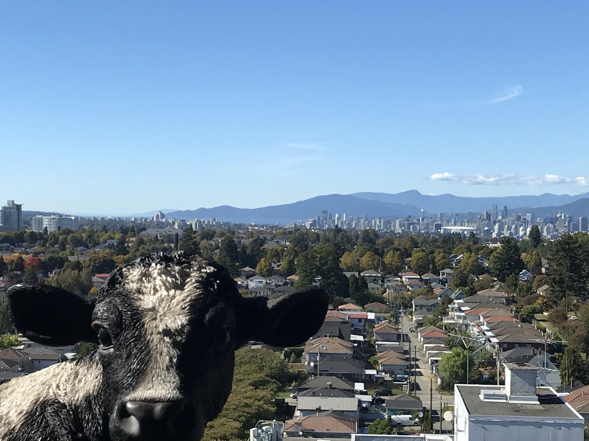 CdnMilkTour's tweet photo. Minnie overlooking downtown Vancouver   #cdnmilktour https://t.co/rP60AOXjT4