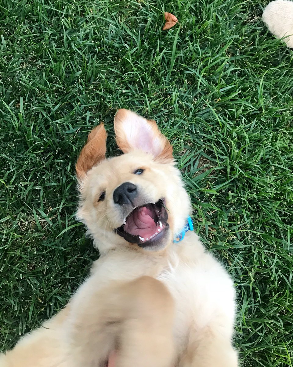 MWinters19's tweet photo. having a pup adds so much extra happiness to life i love love love my precious boy!! https://t.co/bfY4yO1ZCI