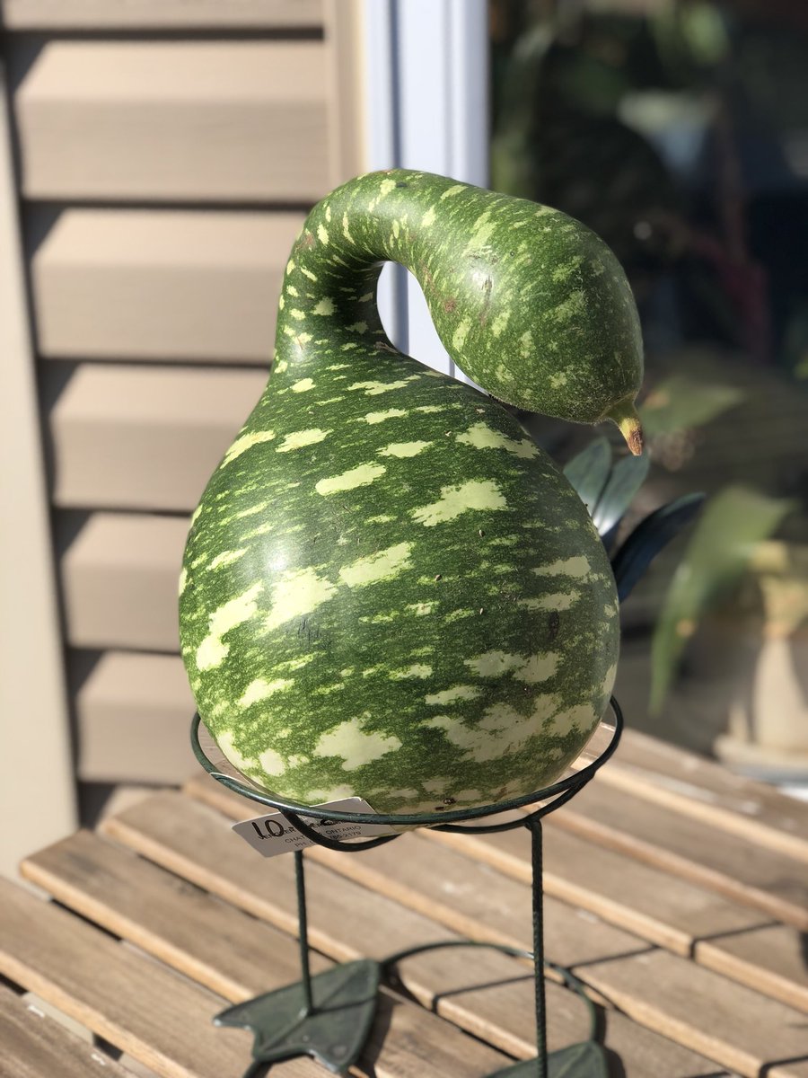 Fun swan gourds and mini pumpkins <a href="/BrickWorksMkt/">BrickWorksMarket </a> <a href="/WithrowMarket/">Withrow Market</a> #saturday #farmersmarket