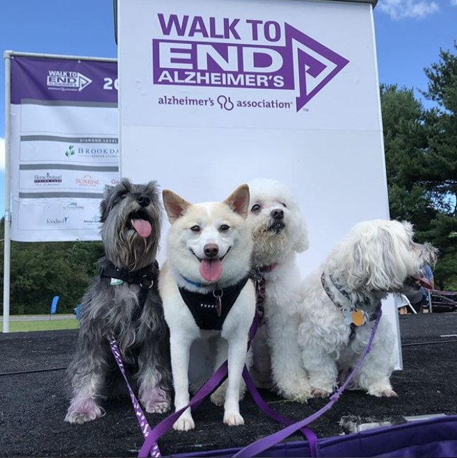alzassociation's tweet photo. Looking forward to another wonderful #Walk2EndAlz weekend and celebrating #NationalDogWeek by highlighting some pups in purple! We thank our furry, four-legged friends for helping us raise Alzheimer's awareness. 🐾💜#ENDALZ https://t.co/inTzRJLJwD