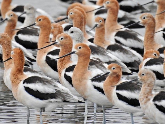 Team_eBird's tweet photo. Birding with friends this weekend? #eBirdMobile now has checklist sharing! Now available on #iOS and #Android #birding #ebird #birdphotography #friends #birdingbuddies
-
American Avocet
Katherine Cavazos/Macaulay Library at the Cornell Lab (ML93961451) https://t.co/5jovVHCw55 https://t.co/SfLAhuHCDM