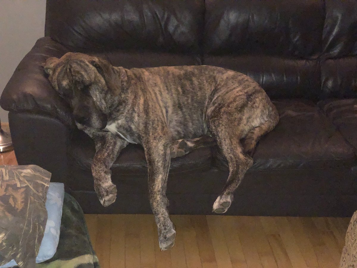 shousehouse95's tweet photo. I should have named my dog Gronk, heโs almost always hurt but when he isnโt heโs an absolute machine #Bruin #mastiffprobs #dogtweets https://t.co/KgdhUsOIqL