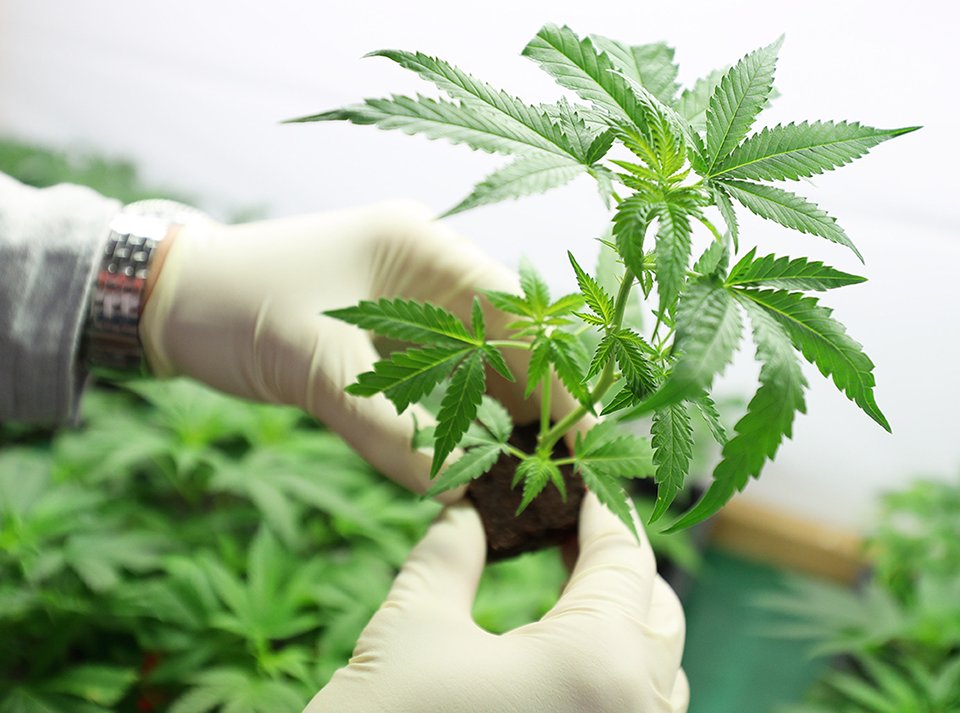 elherbologo's tweet photo. "Los 1001 extractos de Cannabis y como consumirlos"

(Lee artículo "Introducción a la Cannabis Medicinal" en nuestro blog: https://t.co/wSLuheO9Hl )

Síguenos @elherbologo #elherbologo

#cannabischile #CannabisMedicinal #medicinacannabica #medicinal #santiago #stgoverde #chile https://t.co/ZmgZU9FcMF
