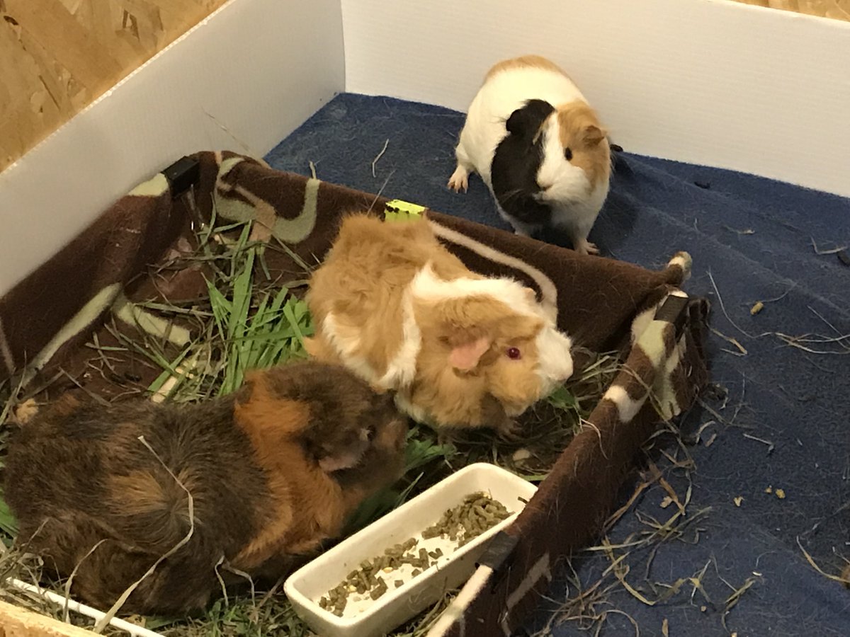 VietHo12's tweet photo. These are my sister's guinea pigs. If you help them get 5 retweets and likes, they promise they'll quit smoking, cold-turkey. https://t.co/0zvhgaMkXM