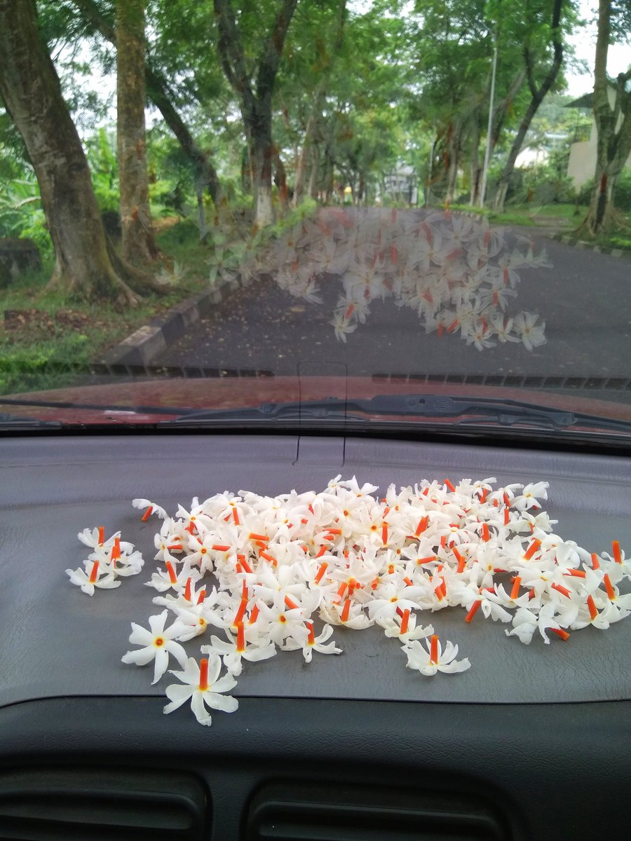 geet_freebird's tweet photo. And today they find place inside my car.
Just can't have enough of them.
My morning dose of happiness.
#Xewali #SmallJoys https://t.co/7ne30gk7Dw