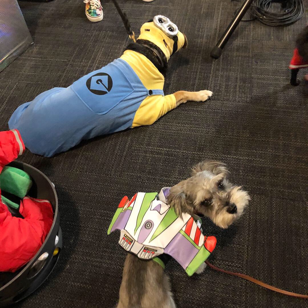 TTPMPets's tweet photo. So many cute costumes and dog gear during our pet fashion show! πΆ watch our fashion show on our Facebook live video! @rubiespetshop @ZippyPaws #ttpm #ttpmpets https://t.co/h8yW0xzfV5