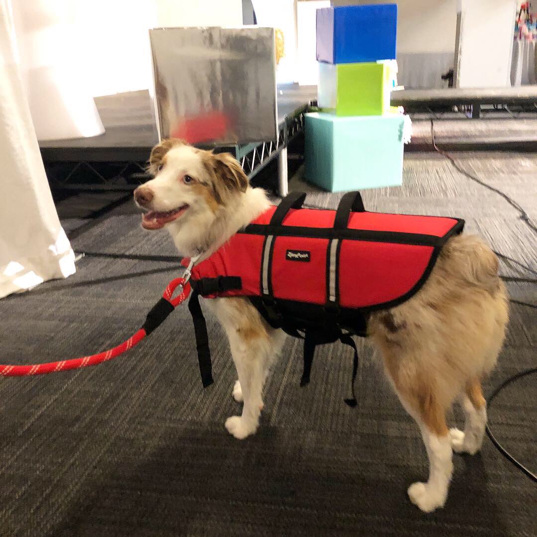 TTPMPets's tweet photo. So many cute costumes and dog gear during our pet fashion show! πΆ watch our fashion show on our Facebook live video! @rubiespetshop @ZippyPaws #ttpm #ttpmpets https://t.co/h8yW0xzfV5