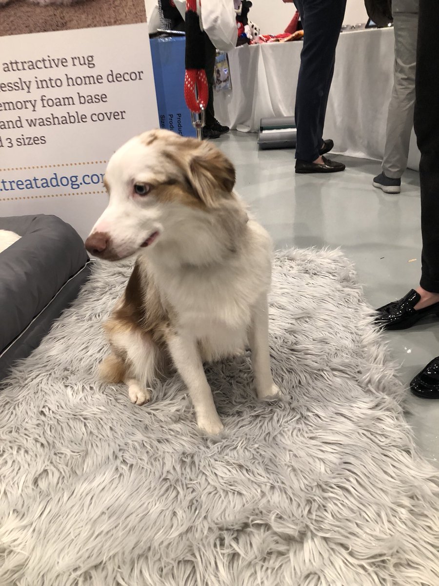 TTPMPets's tweet photo. Finbar worked so hard all day for the fashion show! He got a well deserved rest on the @Treatadog bed!! π€ #ttpm #ttpmpets https://t.co/dEfAlc2W5D