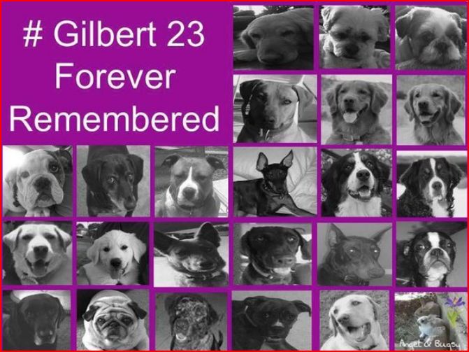 @NameRedacted__ @jimlibertarian @les_deplorable Betting that Jeff's expression is the same one his son, Austin, had when he discovered those 23 dead dogs he & his wife were responsible for.  Sanctimonious even when creating havoc.  #Gilbert23