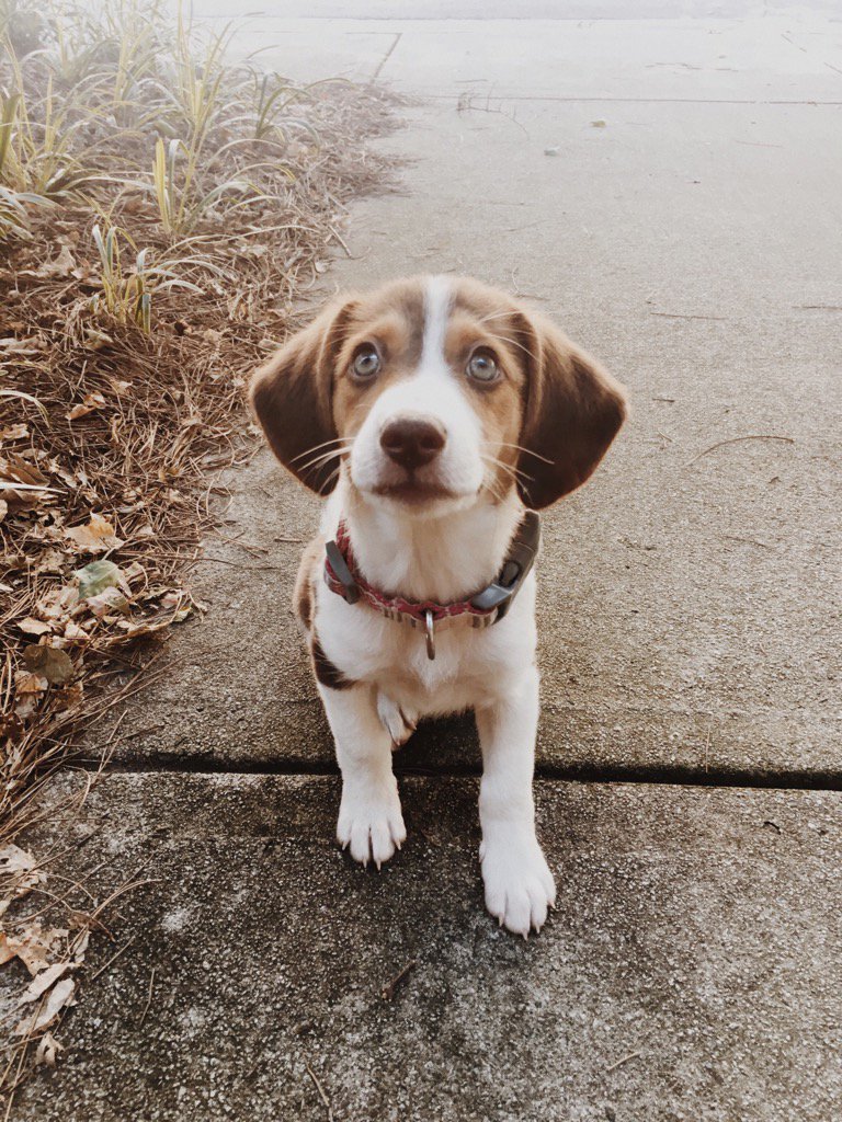 Soooo cute!!! RT if you want a puppy like this!