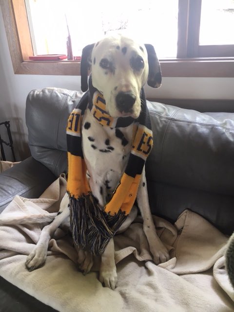 ThornfieldESS's tweet photo. Ziggy’s getting ready to watch @WestCoastEagles fly high whilst I’m waiting to fly home to Melbourne from LA. Thanks to @idmacman (Bombers supporter) for the pic. https://t.co/ZKdeJaR8OL