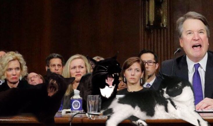 WhompThatSucker's tweet photo. Morty has come forward with new allegations that Bret (Bart o ) Kavanaugh , inaddition  to being a flaming piece of garbage,perjurer,  and sexual predator, failed to cover up his drunky craps in the litter box. 
#ibelieveher #BreakingNews #voteno
#delaythevote 
#KavanaughVote https://t.co/IGX5ajOiTY