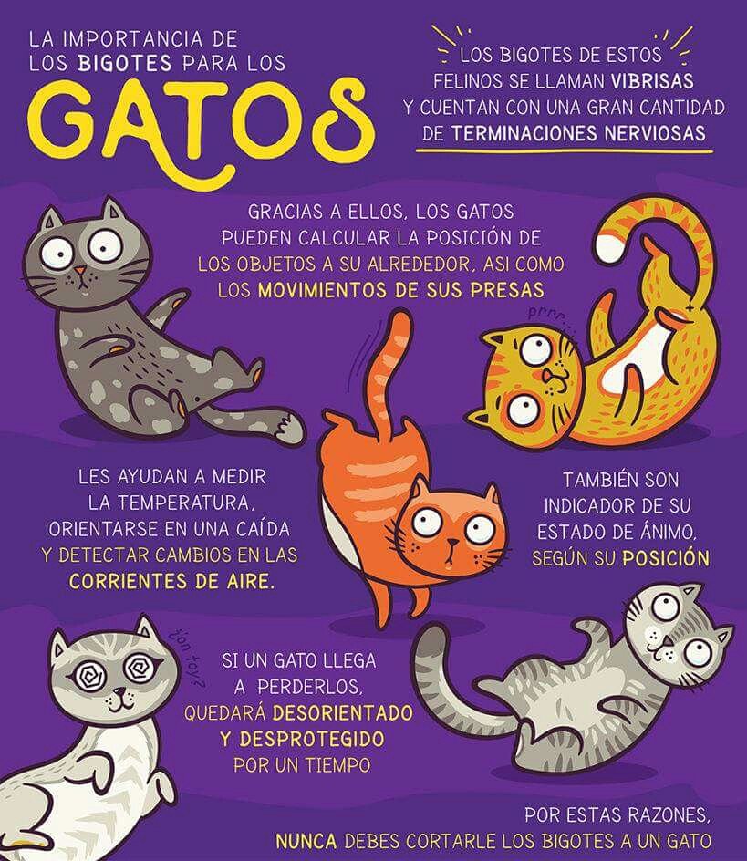 Vitalpetclinica's tweet photo. Nunca le corres los bigotes a un gato #OmniTips https://t.co/Xyj6QeTJZf