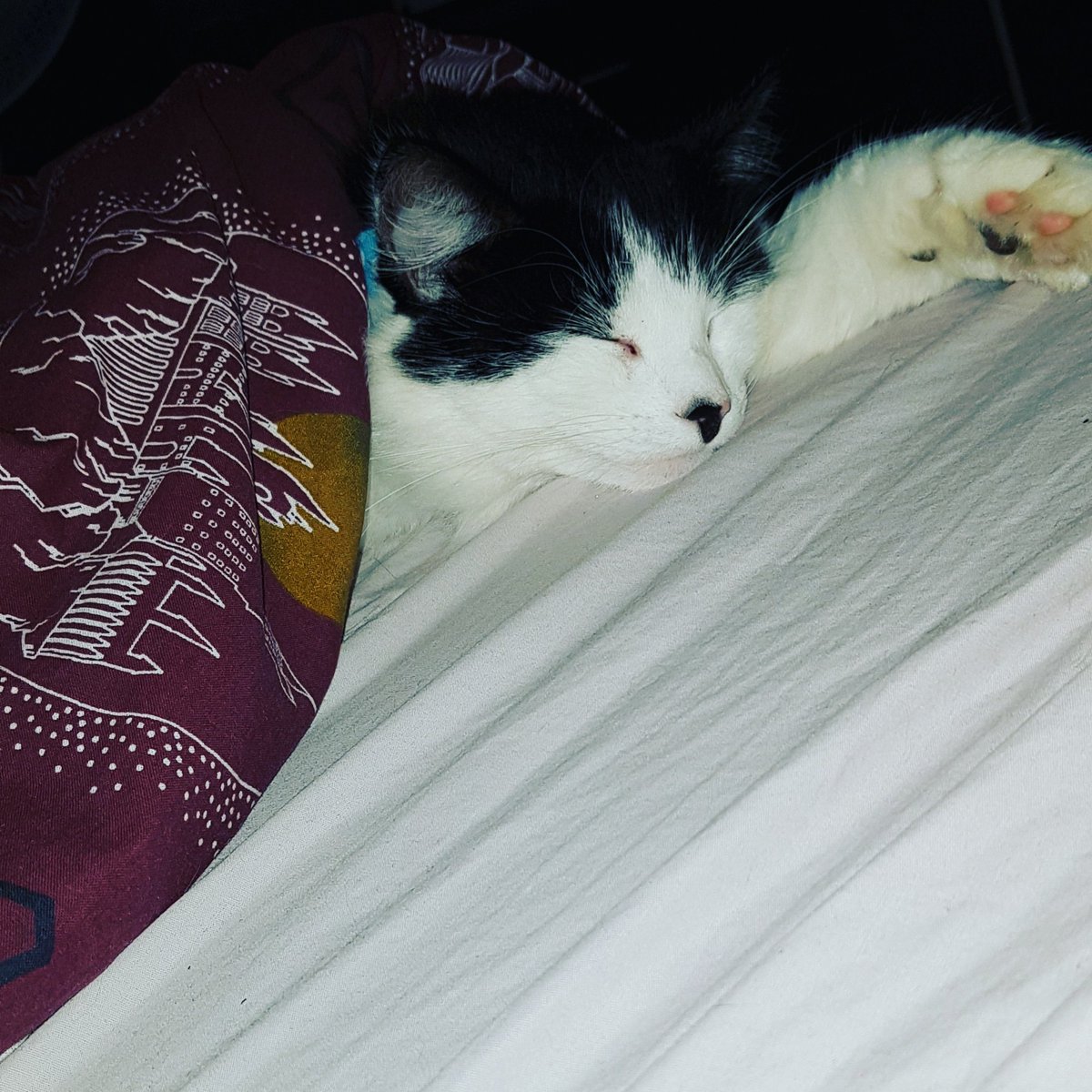 Channiifoley92's tweet photo. Louie decided to be human anf sleep under the duvet... #cutenessOVERLOAD #cutekitty https://t.co/StOkVUqB5f