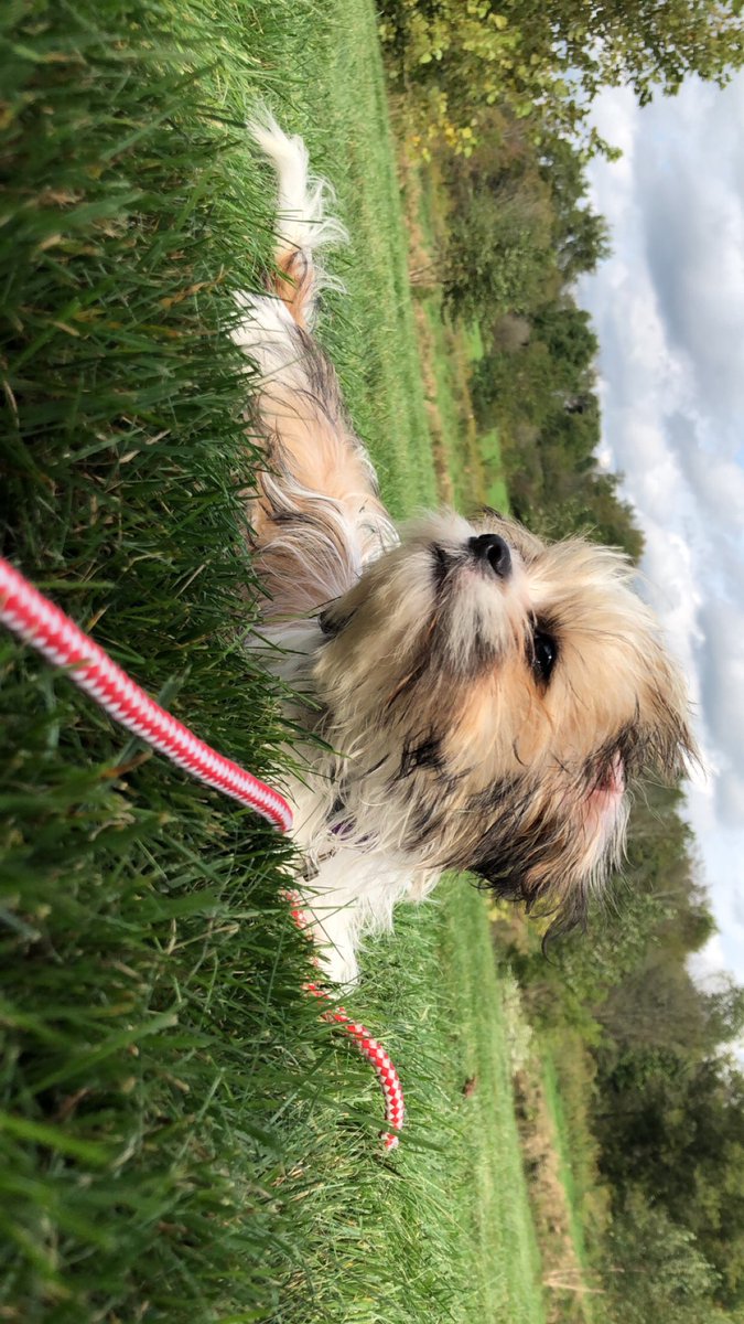 morganab_'s tweet photo. My Pixie is the most perfect model. ♥️🐶 #PixieStick https://t.co/BfCzkuUbwF