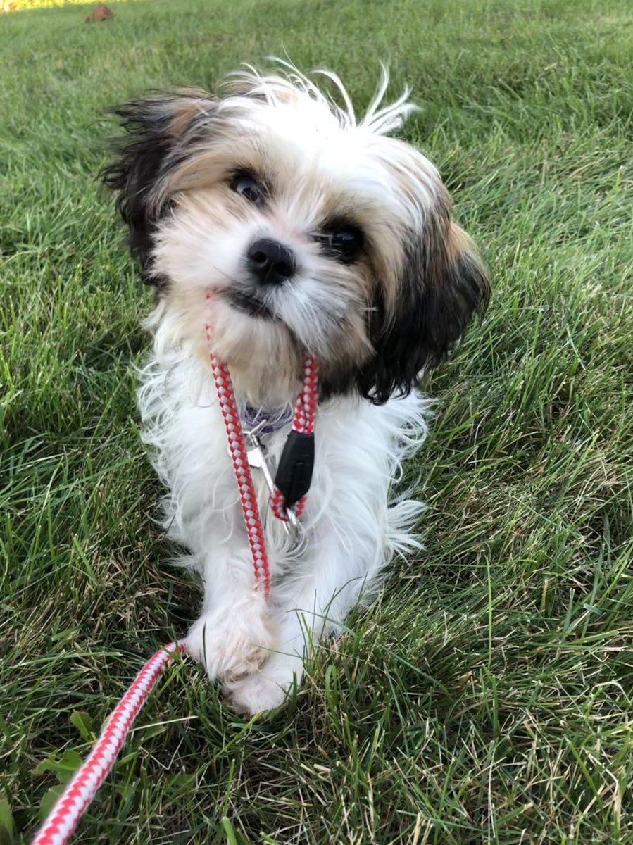 morganab_'s tweet photo. My Pixie is the most perfect model. ♥️🐶 #PixieStick https://t.co/BfCzkuUbwF