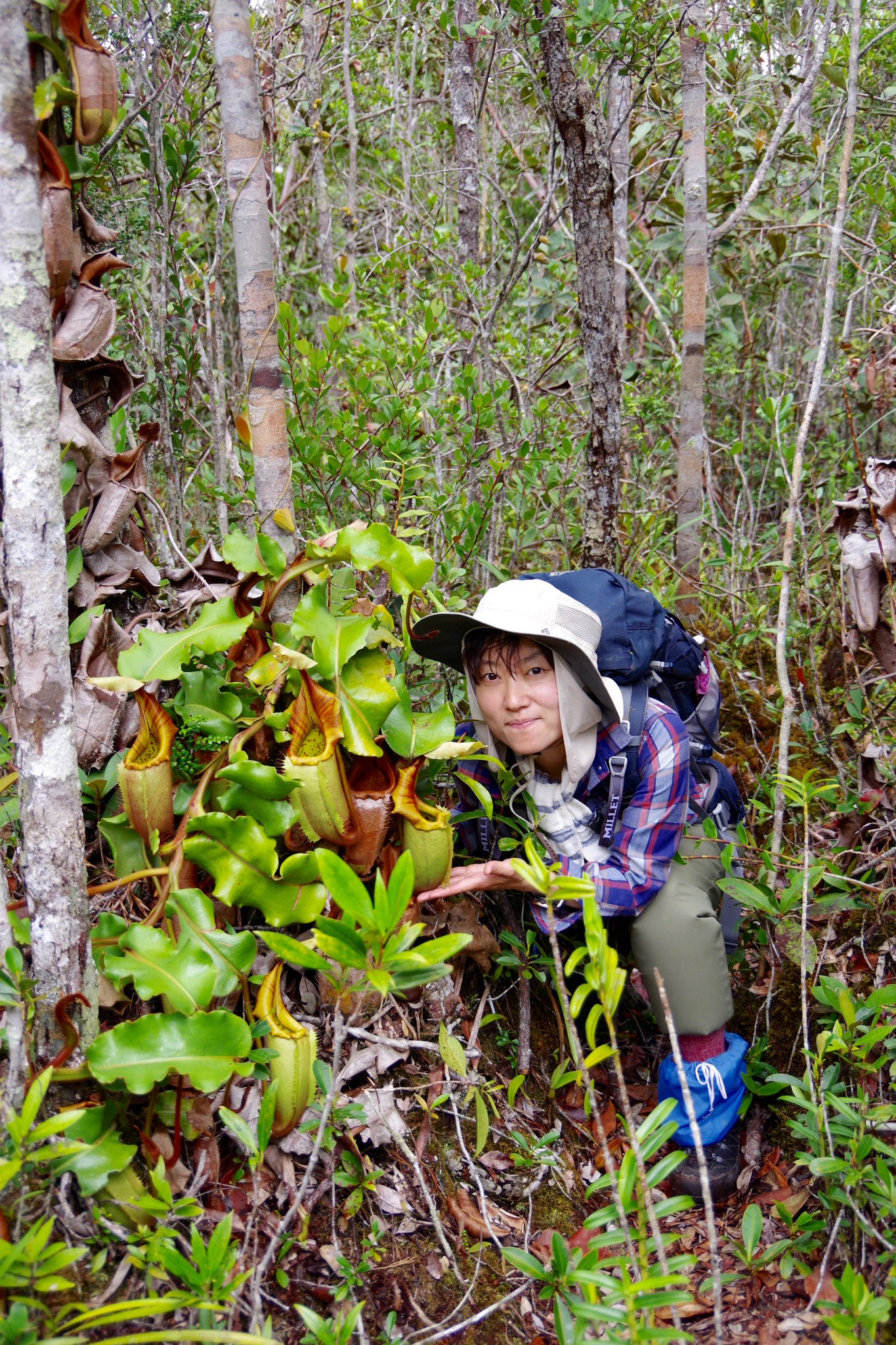 道草michikusa 魅せる苔テラリウムの作り方増刷 夕方からは 木谷美咲さんの食虫トークナイト 出会った食虫植物がどんなところに生えているのか 自生地を旅してきた様子をお話しいただきます 木谷さんのブログ読んでるだけでもワクワクするのに 道草michikusa 魅せる苔テラリウムの作り方増刷 夕方からは 木谷美咲さんの食虫トークナイト 出会った食虫植物がどんなところに生えているのか 自生地を旅してきた様子をお話しいただきます 木谷さんのブログ読んでるだけでもワクワクするのに