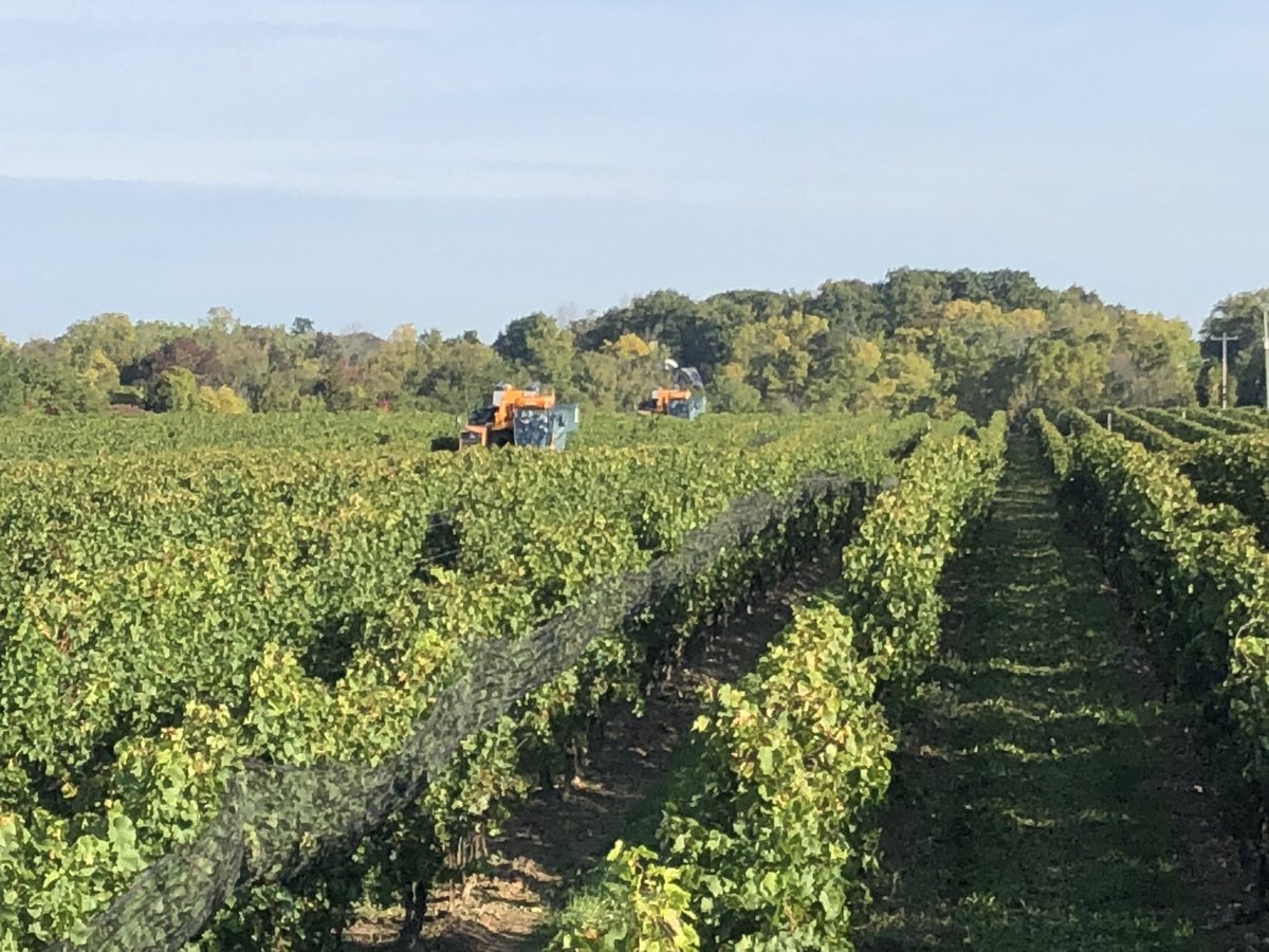 Glen_Elgin's tweet photo. Fall in @WineCountryOnt means two things to us at Glen Elgin - cool mornings, and long days of #Riesling! Large blocks are perfect for double the @PellencGroup power. Two #Selectiv Process harvesters make quick work of any block for our amazing customers! https://t.co/ayHsWdsdVK