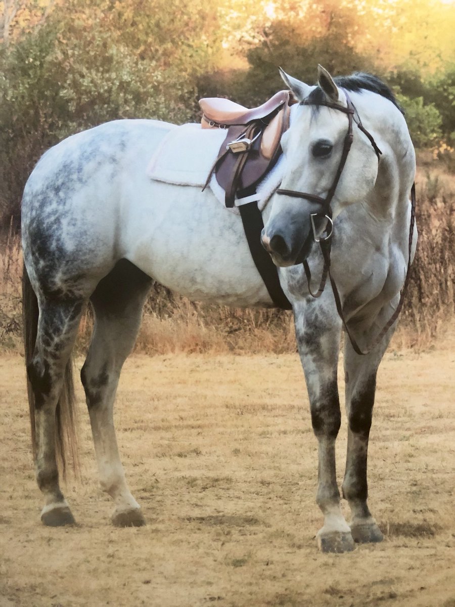 For Sale : Gypsy Horses : Gypsy. - VALORIES For Sale : Gypsy Horses : Gypsy. - VALORIES