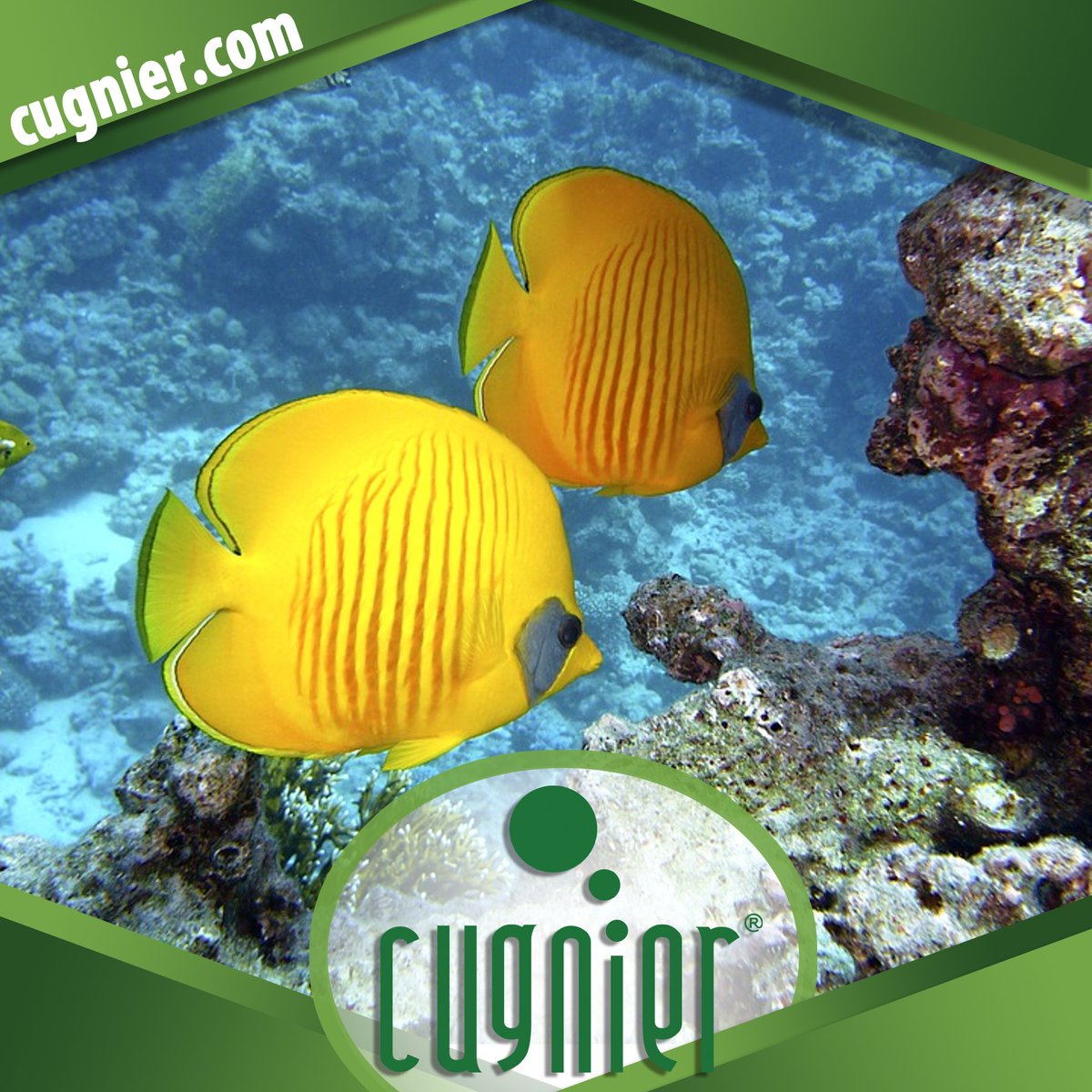 Cugnier_Global's tweet photo. A #Cugnier desenvolve soluções para a implementação de processos voltados à proteção do #MeioAmbiente e #Biodiversidade dos oceanos e mares, fazendo uso racional de recursos naturais não renováveis e disposição adequada de resíduos. #ISO14000 #ProgramaBlueFlag https://t.co/ElFHF3qB61