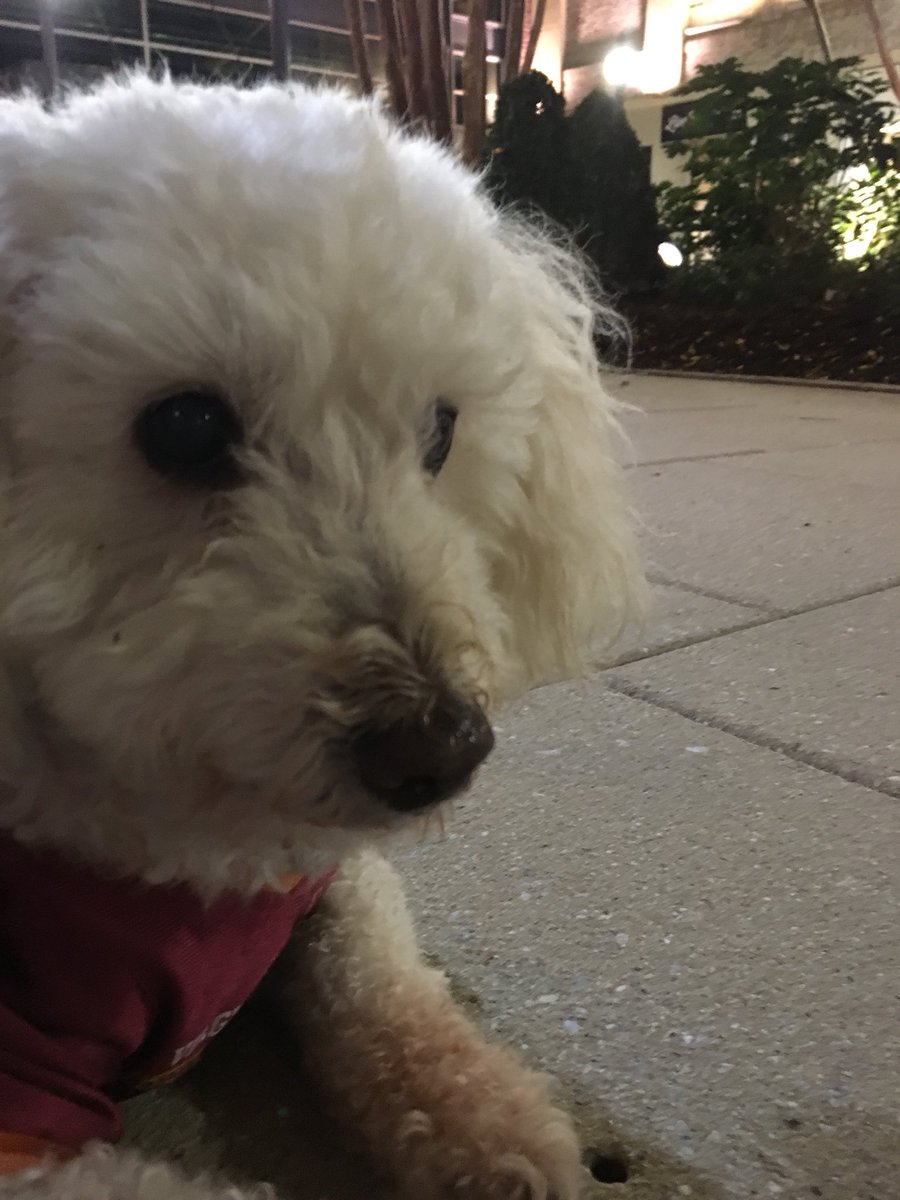 ChewyChewinsky's tweet photo. Just hanging out at #sronypointfashionpark #yappyhour #treatsandprizes https://t.co/xoXBu18Y8K