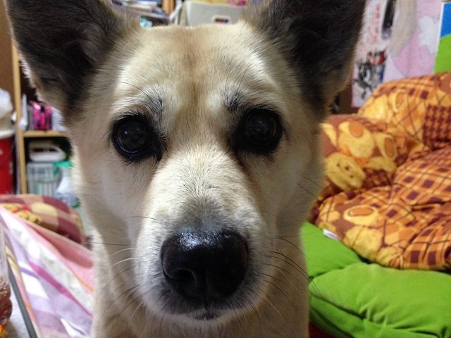 Unipapa1969's tweet photo. 9/29 午前6：30頃　ウニが16歳11か月19日の生涯を終えて天国に旅立ちました
思いおこせば生後3か月くらいで我が家の一員となり、台風や雪でも散歩の日々、昨年から寝たきりの介護生活ながら自宅と職場を行き来してました
いままでたくさんの♡ありがとうございました
#秘密結社老犬倶楽部天国支部 https://t.co/xT3fLguySG