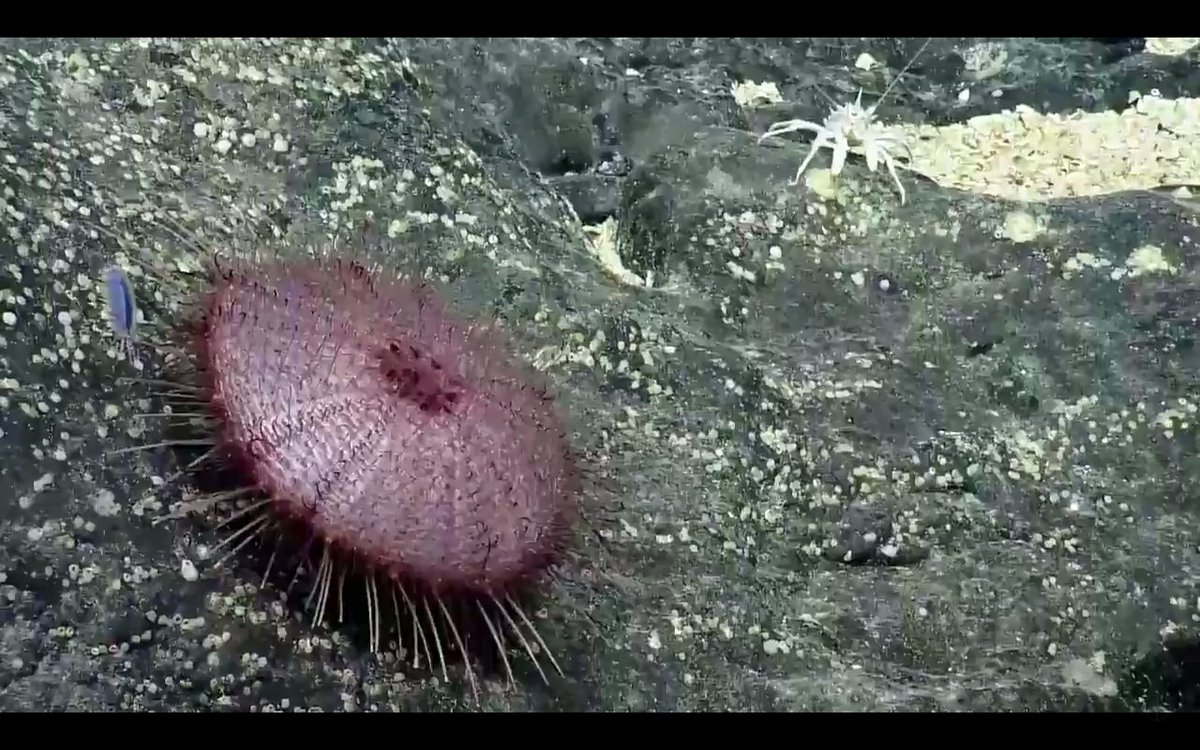 a purple #urchin and his little blue #polychaete worm friend. white #squatlobster lurking in the background  #nautiluslive #NautilusInPMNM 2422m