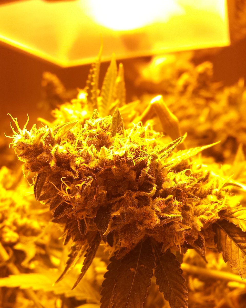 🌲📸Lights, camera, action🎬🌲
instagram.com/p/BoSiNlIn6iA/…
#lit #ogkush #StonerNation #marijuananews #50Cent #GetTheStrap