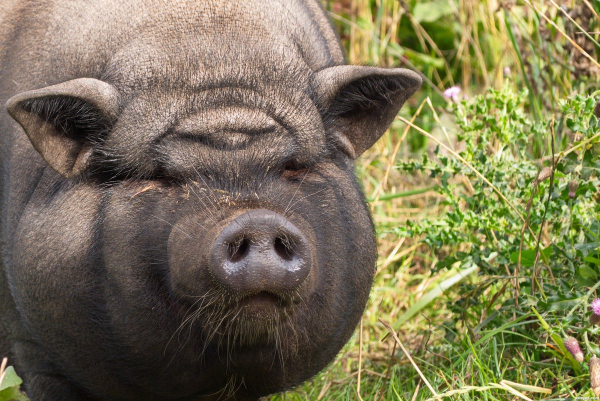 theGOPzoo's tweet photo. GOP: Guy or Pig? 

#GOP #BrettKavanaugh #RepublicanParty https://t.co/n6rw1GawtN