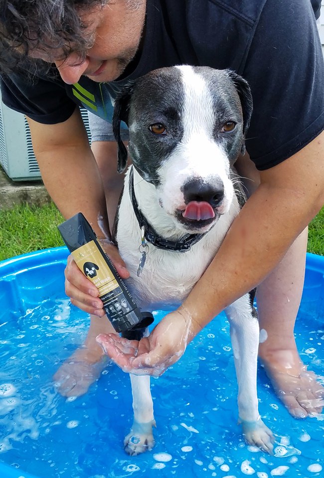 FSMMedia's tweet photo. Zoey loves her baths! See how much she loved us using  @rufusandcocousa products:  https://t.co/lmXRuS0Qlp  You can find Rufus &amp; CoCo at @petsmart #sponsored

#whatadogwants #petsmartgrooming #newtopetsmart #rufusandcoco #naturallyaustralian #feellikeashowdog https://t.co/UVfixZsYcK