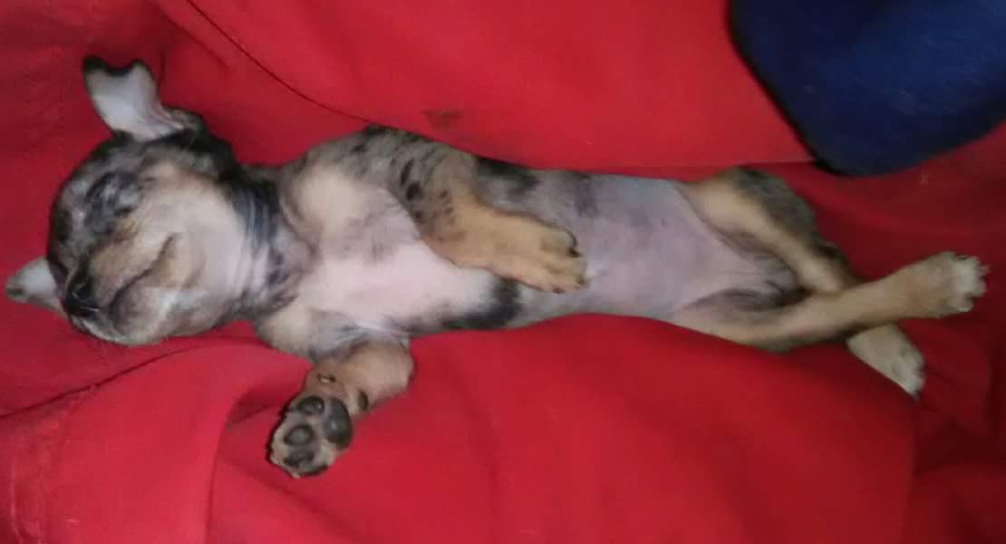 AndrosRace's tweet photo. #RescueRoxie
The Petite Thief has been moved to the west side, wwaaaay over on the other side of the valley in Phoenix, hhmmmm, I wonder why?

https://t.co/2wMc4IkTbB https://t.co/YxopfIaPVA
