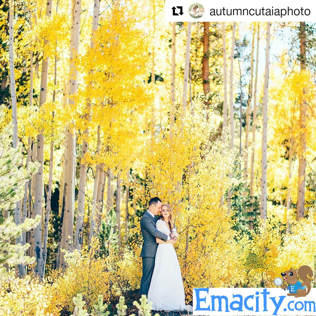 #Repost @autumncutaiaphoto 

.
.
#fall #fallwedding #aspen #Breckenridge #coloradowedding #Colorado #coloradoweddingphotographer #autumncutaiaphotography #weddingphotography #weddingphotographer #weddinggoals #rockymountainbride #photobugcommunity #photooftheday #love #freespirit
